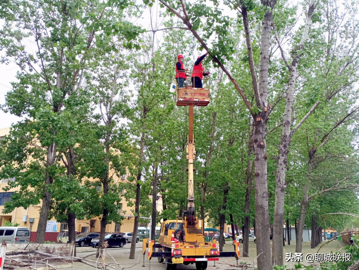 聊城市城市环境卫生管理服务中心,城市管理综合执法局园林