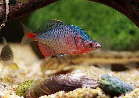 河蚌能放原生缸里养么,饲养小鱼的环境