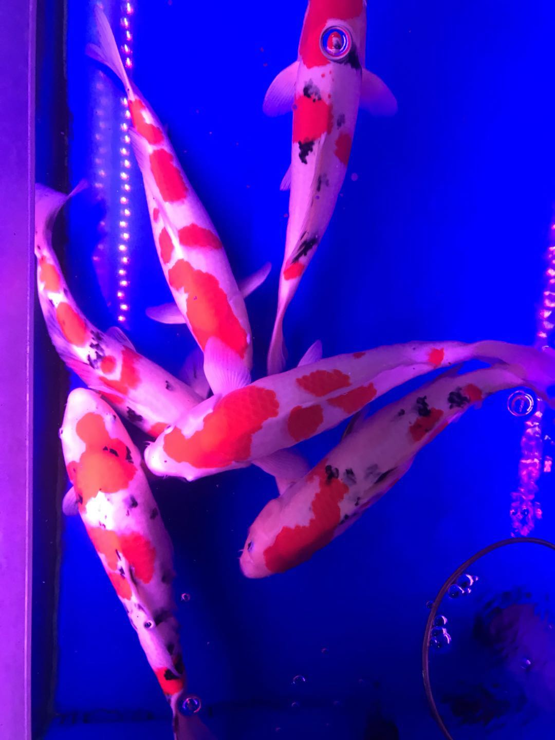 养着玩的锦鲤用什么鱼粮,锦鲤适合的饵料是什么