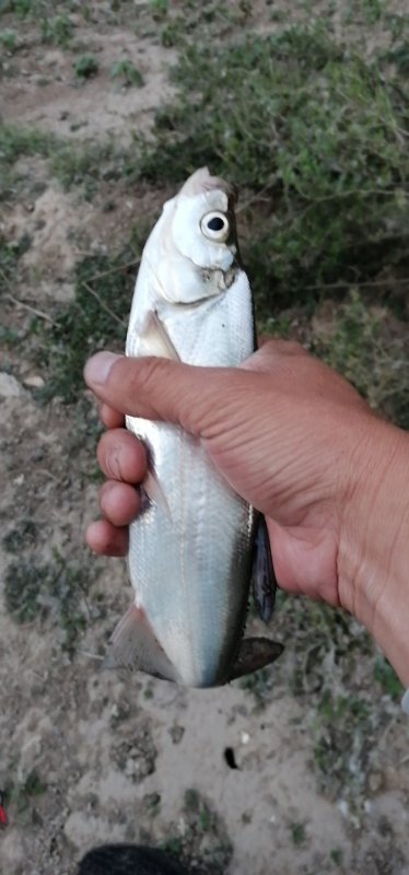 小凤仙全水域综合浮漂,小凤仙钓鱼浮漂