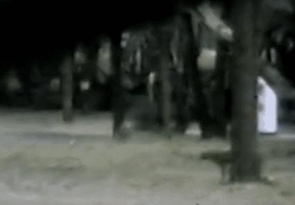 灭绝物种什么罪,灭绝动物的报应