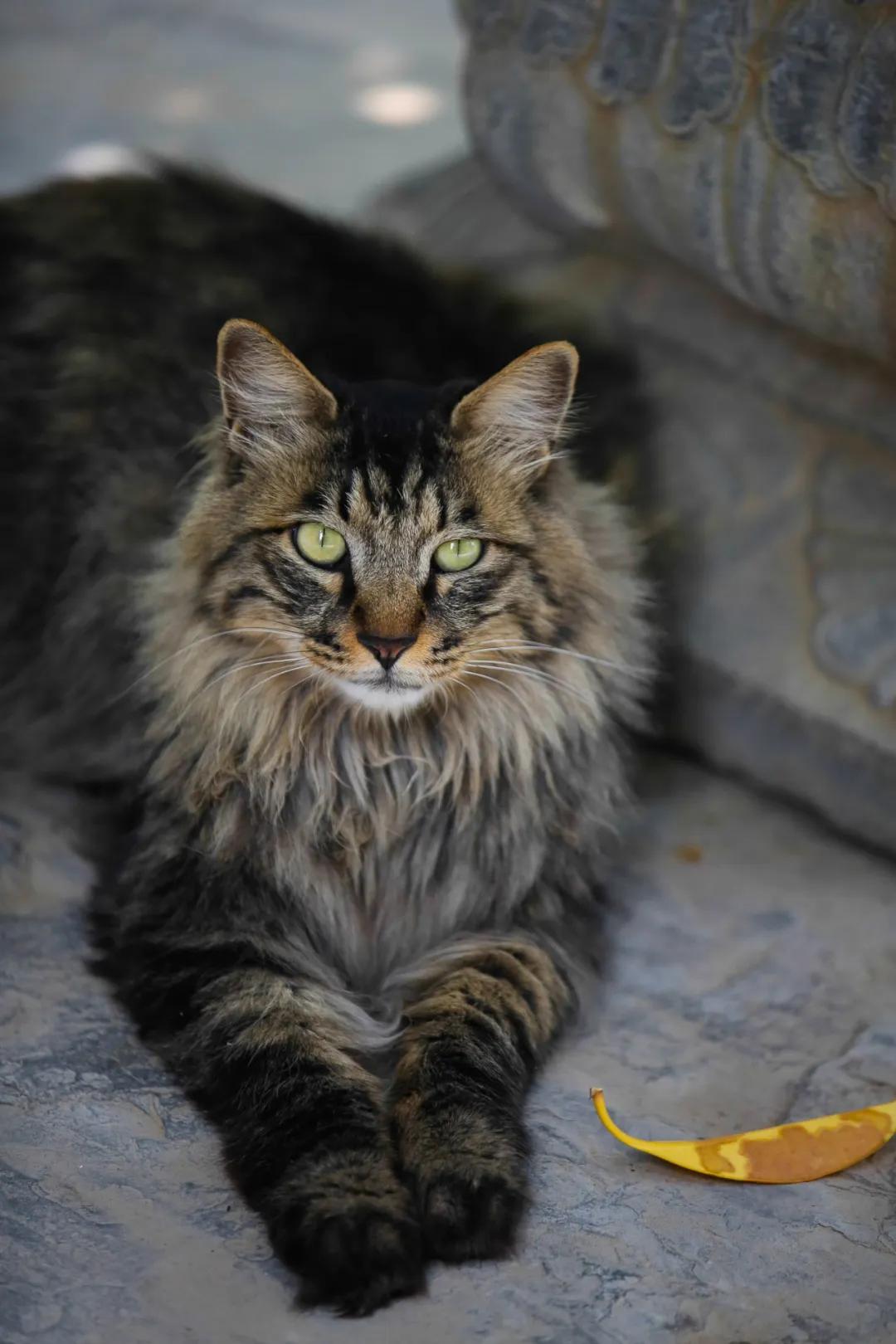 马霸霸|风度翩翩花荣荣