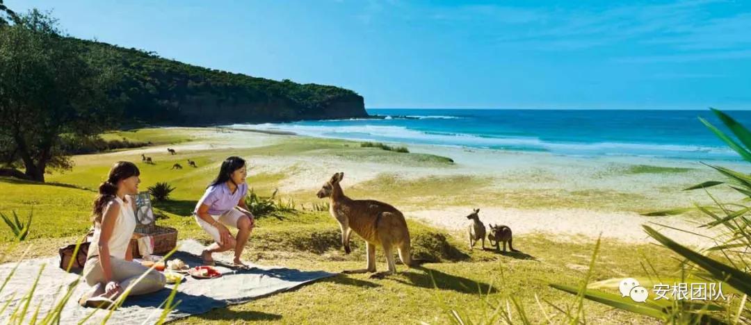 澳大利亚有什么茶,澳大利亚的冰岛茶