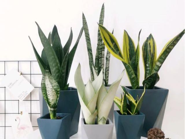 虎皮兰怎样才能养得高大,如何养好虎皮兰