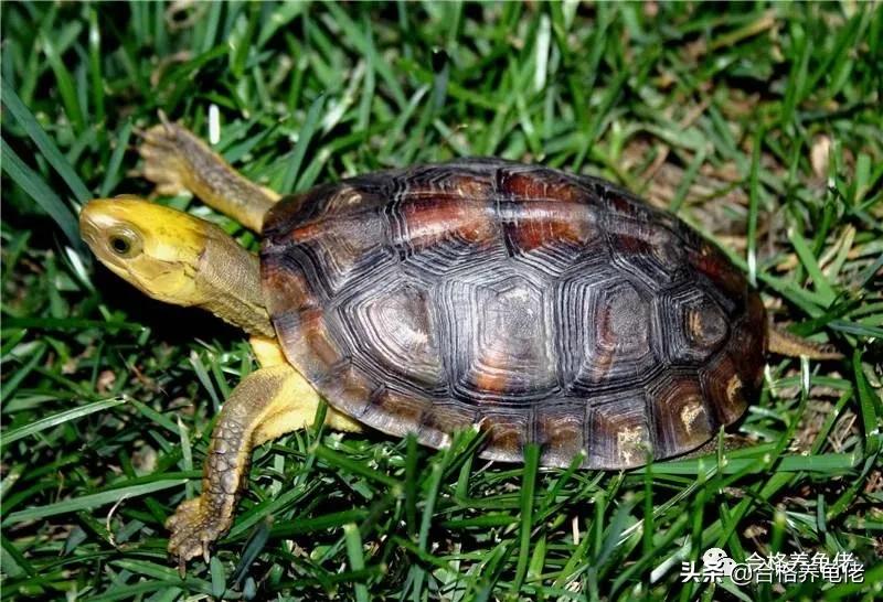 闭壳龟哪个最好看,平民闭壳龟有哪些