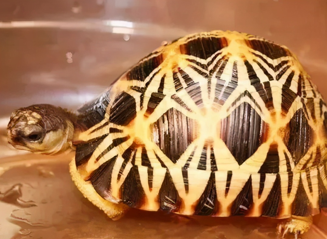 各种龟类图片大全大图,龟类展示会