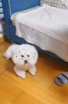 剪刀脚真是笑死人了,爆笑剪刀脚视频