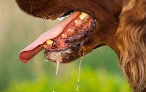 怎样看狗狗是否有狂犬病,怎么看狗狗是否有狂犬病