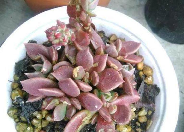 多肉白腐病怎么处理,多肉的白粉病怎么治疗