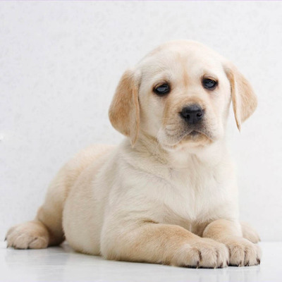 母狗产房注意事项,母狗待产要准备些什么