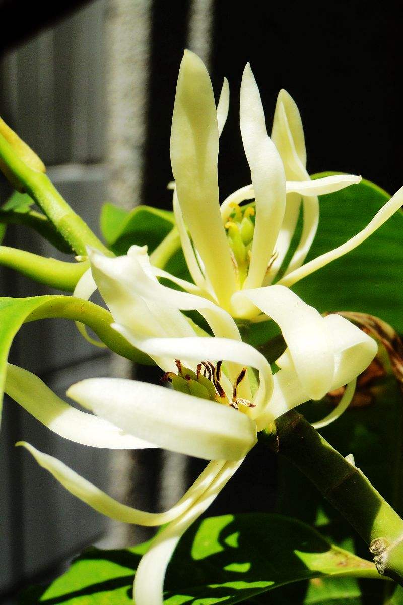 值得收藏的花图片大全,中国各市市花名称和市花图片