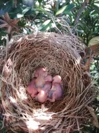 冯家江边发现紫色的鸟蛋，你知道什么鸟产的吗？