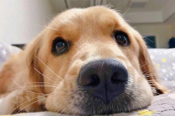 狗狗吐黄水拉不出来怎么办,狗狗吐黄水精神不好怎么办