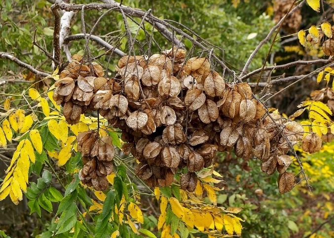 栾树市场前景怎样,栾树最新消息