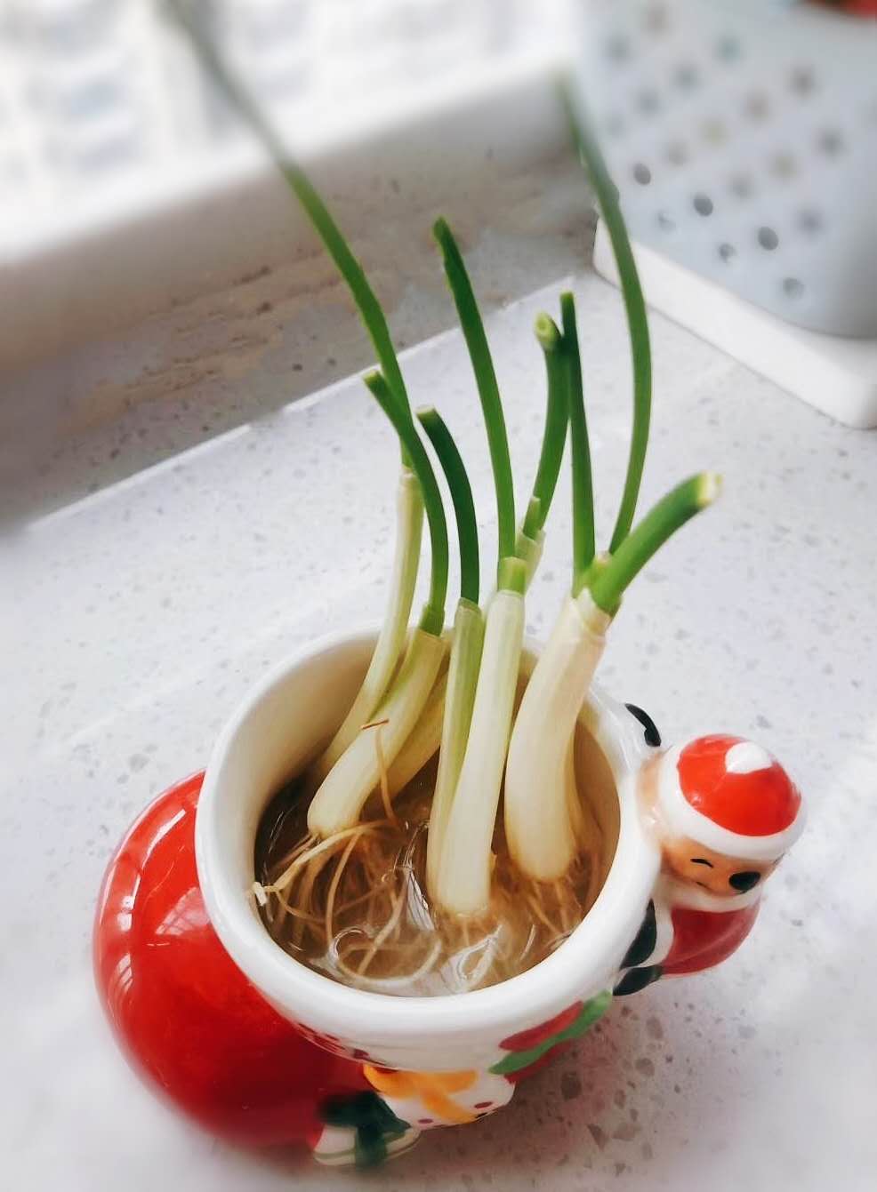 葱蒜自由，目前还不能拥有