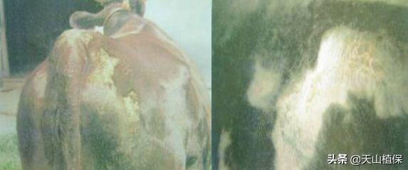 春季牛病,常见牛病防治方法大全图解