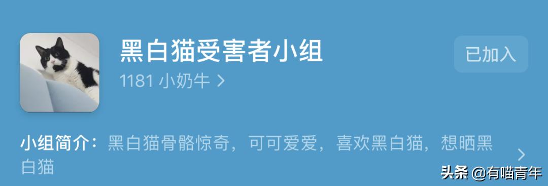 橘猫为什么是魔鬼,橘猫的恐怖之处