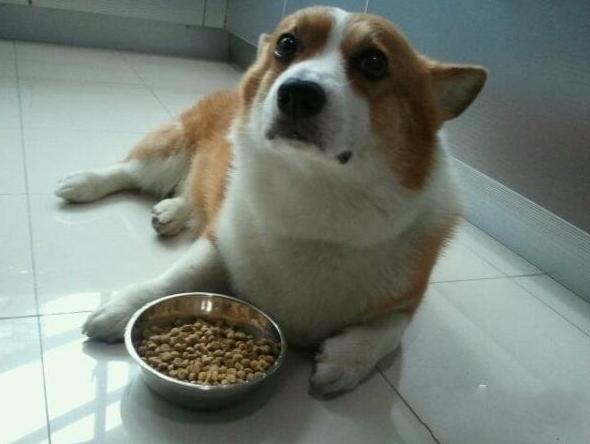 饲养柯基的10个注意事项,饲养柯基的注意事项两个月