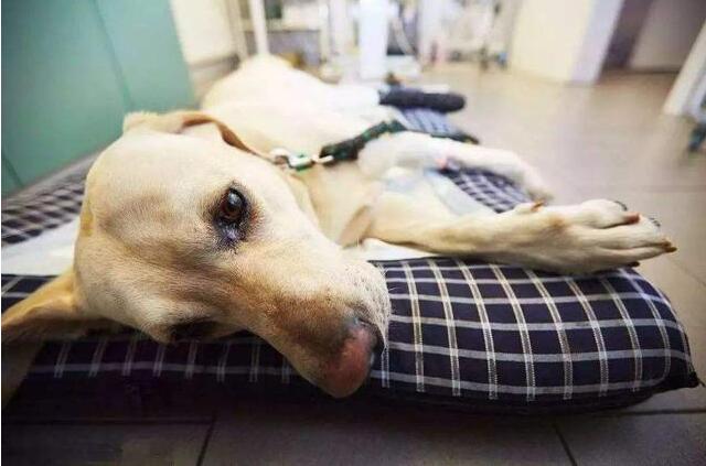 狗狗呕吐怎么办别慌教你轻松解决,狗狗呕吐怎么办最简单的方法