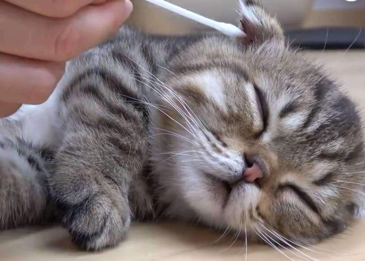 猫咪耳朵痒里面是湿的,猫咪耳朵痒伴有呕吐