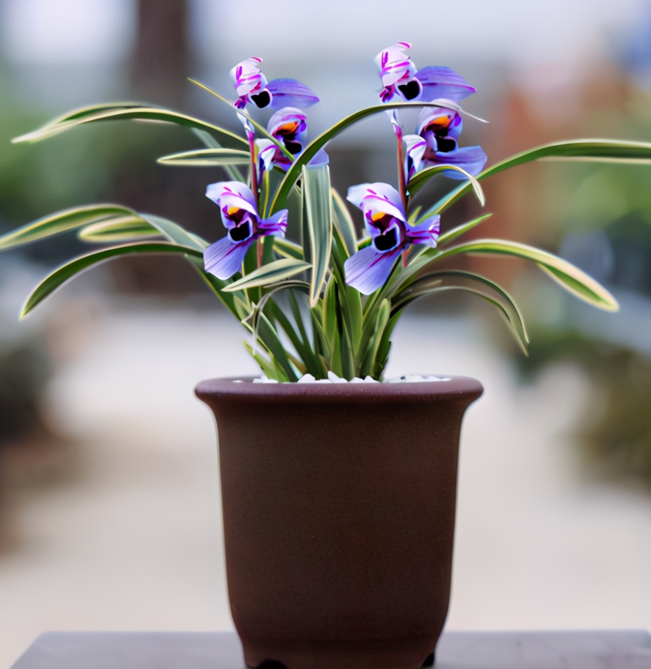 怎样养月季花茶花,最好养的月季茶花