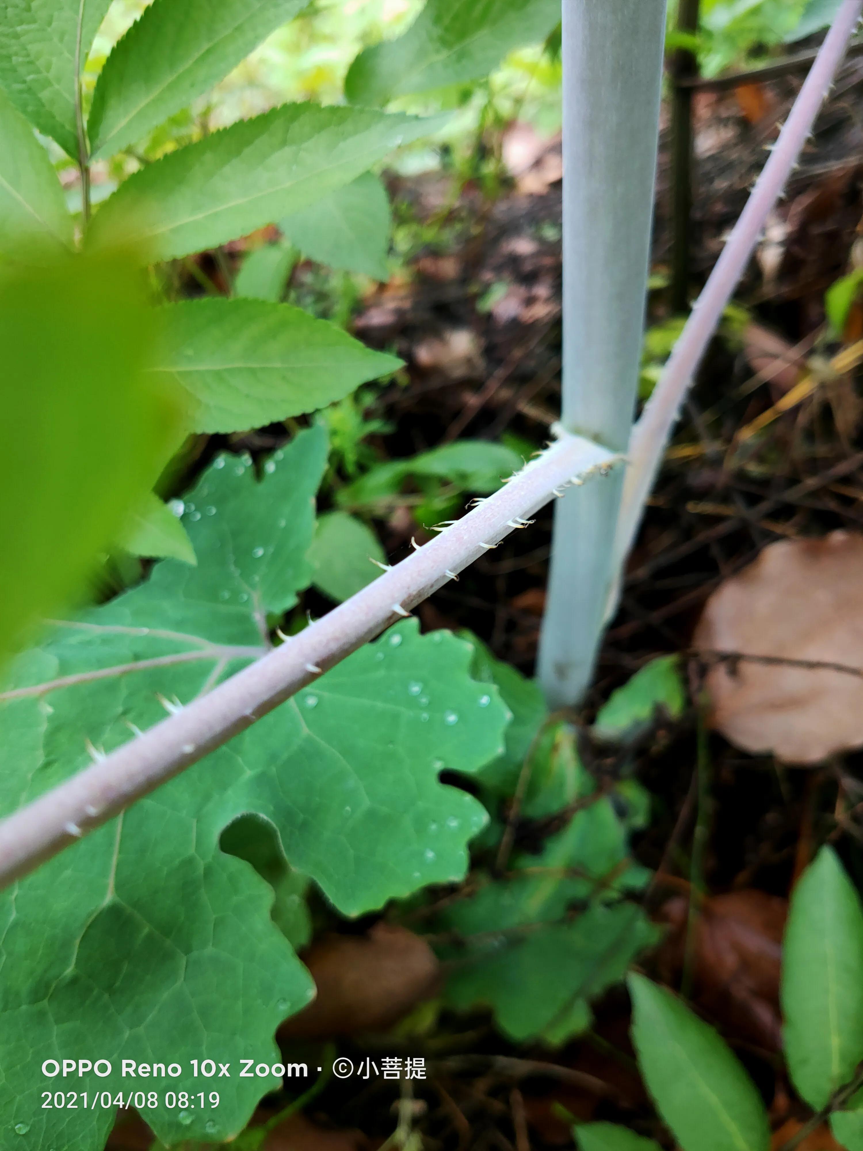 这种在草本里显得特别高大美丽的植物是罂栗的亲戚