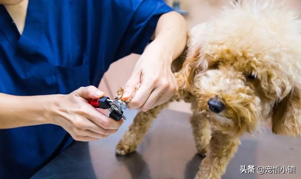 给狗狗剪指甲剪出血来怎么办,给狗狗剪指甲的时候它乱动怎么办