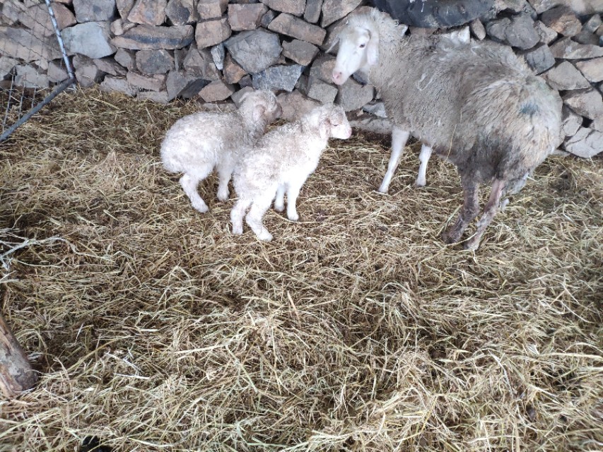 都说羊群感染布病很难缠,养羊人如何应对,兽医告诉你