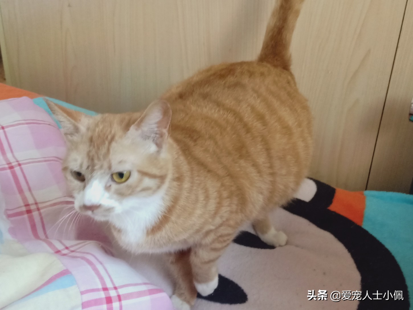猫怀孕了不想让它生怎么办,为什么我的猫怀孕了胃口不好