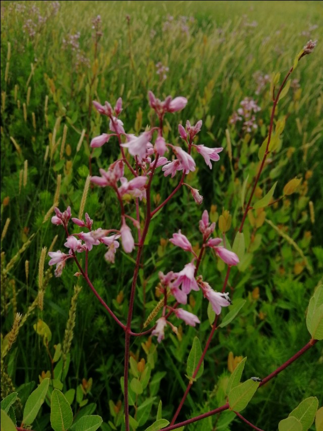 内蒙古通辽市扎鲁特旗大草原,通辽市阿古拉湿地公园