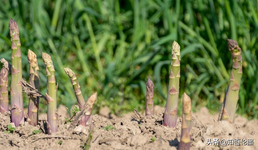 地种什么最赚钱又不愁销路,大路边种什么最赚钱又好看
