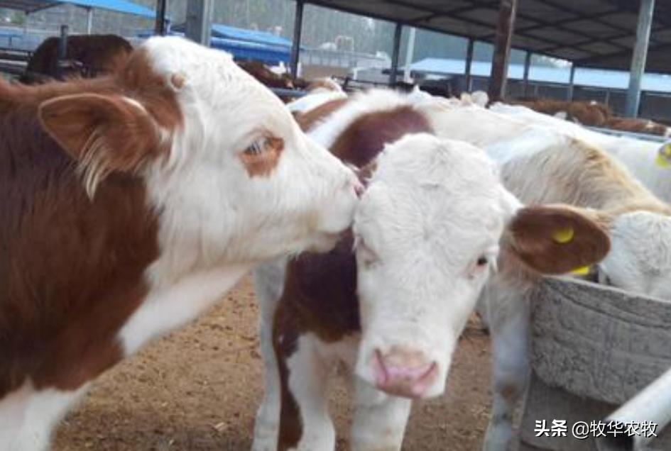 夏天牛犊呼吸急促吃喝都正常,新生牛犊两天呼吸急促怎么办