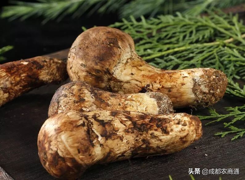 它价格昂贵，生长环境要求高，无法人工栽培！挑选方法很重要