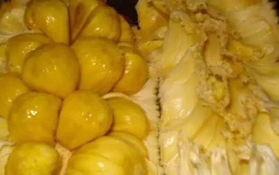 真的是活久见!长成这样居然能吃?