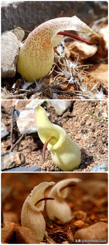 香气迷人的植物,有独特香气的植物
