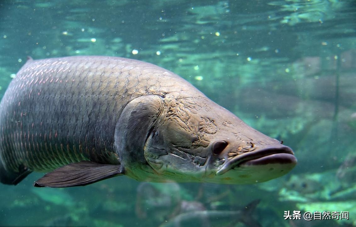亚马逊十大凶猛植物,巴西亚马逊热带雨林动植物