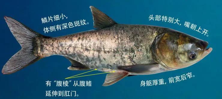 鱼怎么区别草鱼鲫鱼鲤鱼,怎样分辨草鱼和鲤鱼