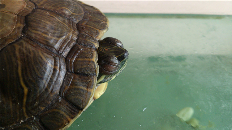 乌龟不进食老漂浮起来说明什么,小乌龟不进食怎么办