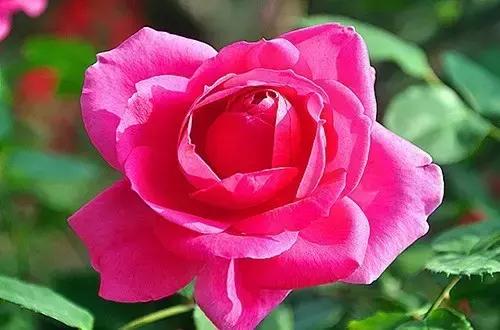 最漂亮10种微型月季,新手必入这8种月季漂亮好养