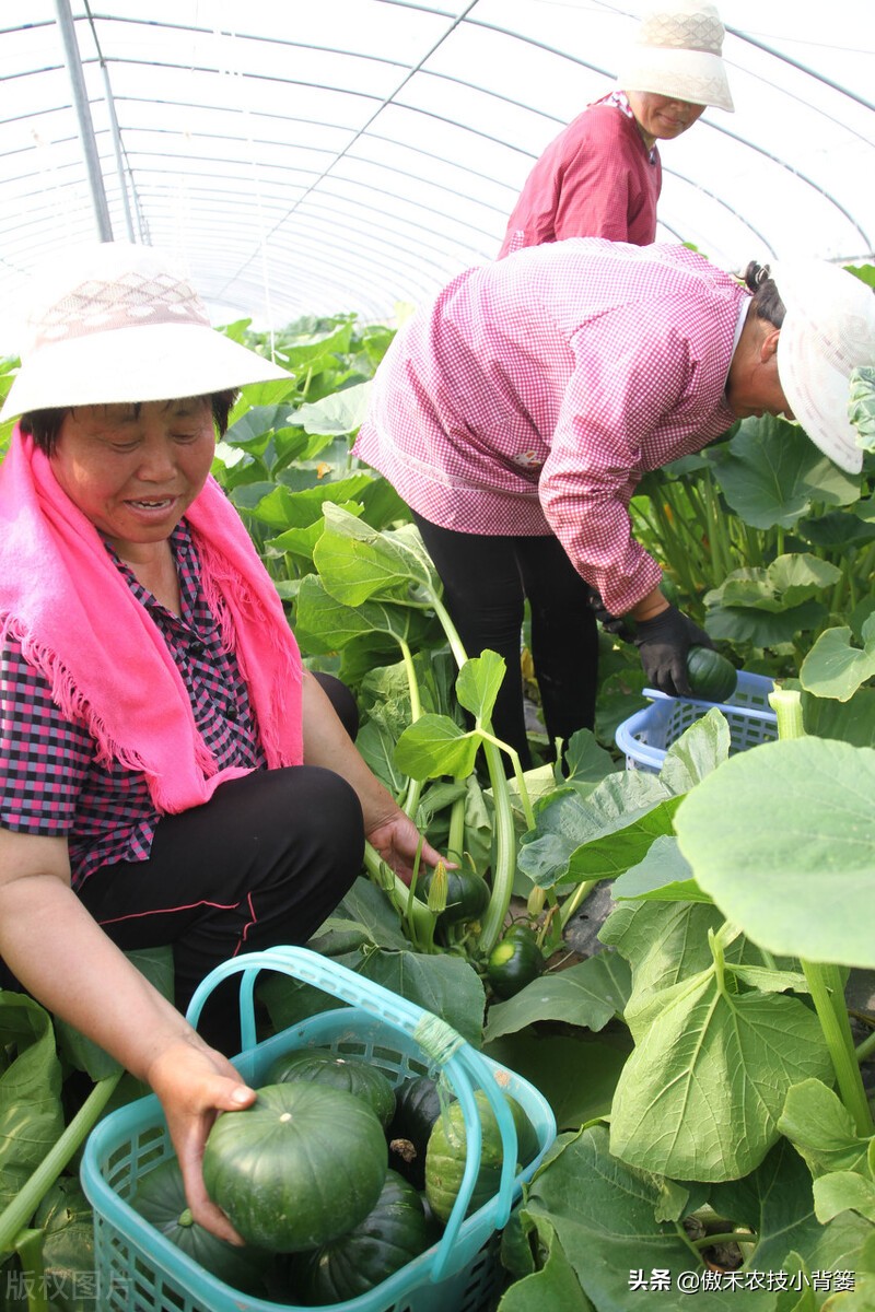 鱼蛋白肥料怎么辨别真假,进口鱼蛋白肥料为什么便宜