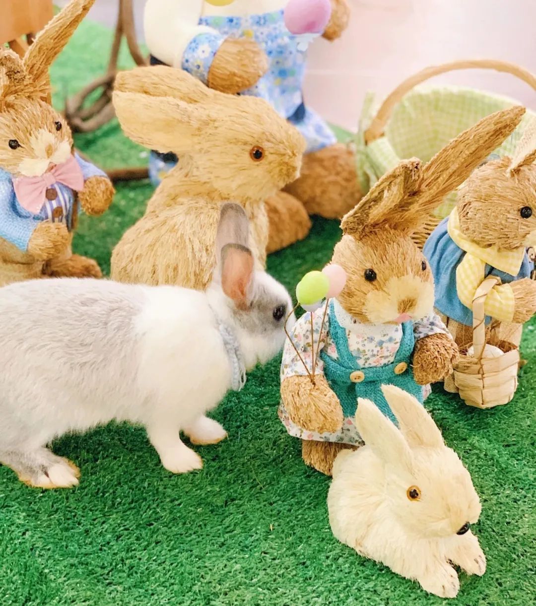 兔子馆三里屯,深圳三里屯兔子馆