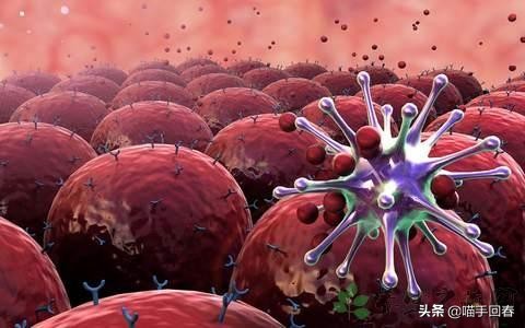 猫瘟和猫艾滋,艾滋猫是怎么回事