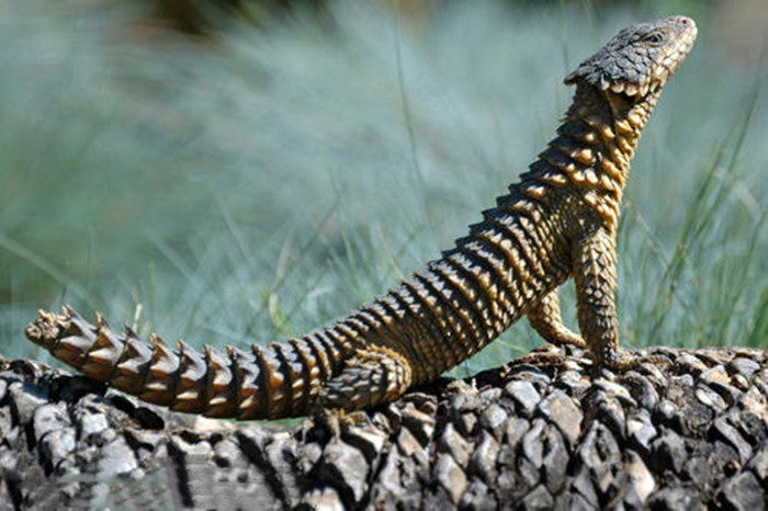 艾鼬在东北是保护动物吗,艾鼬北疆亚种