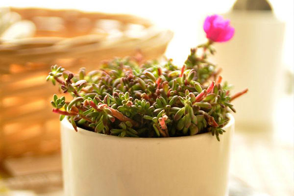 好看好养的种子,好看又好养的品种