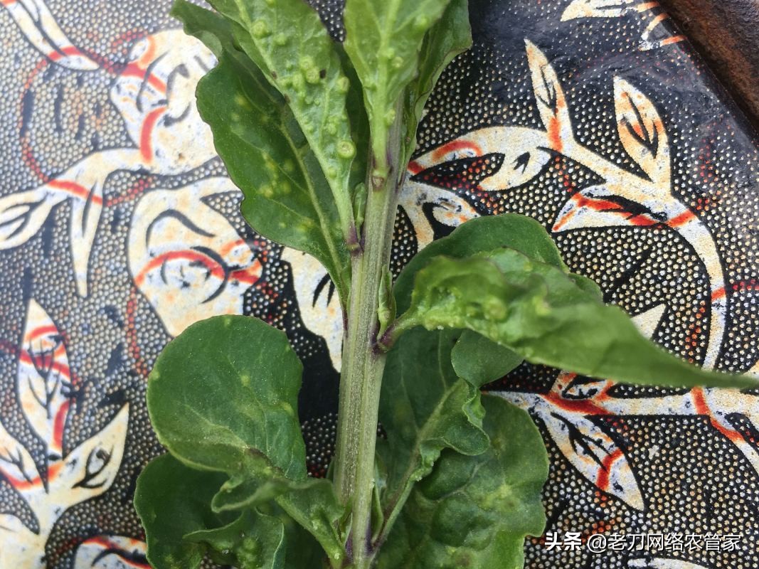 家里枸杞长瘿螨怎么办,枸杞病虫害瘿螨照片