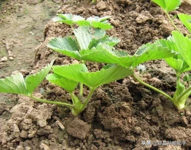 定植前秧苗起苗方法,定植后苗打蔫怎么办