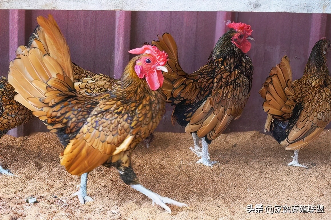 农民发明养鸡奇招轻松养5万只,养鸡牛人的致富绝招有哪些