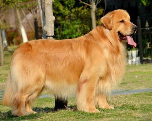 真假金毛的辨别方法,怎么快速的分清真假金毛