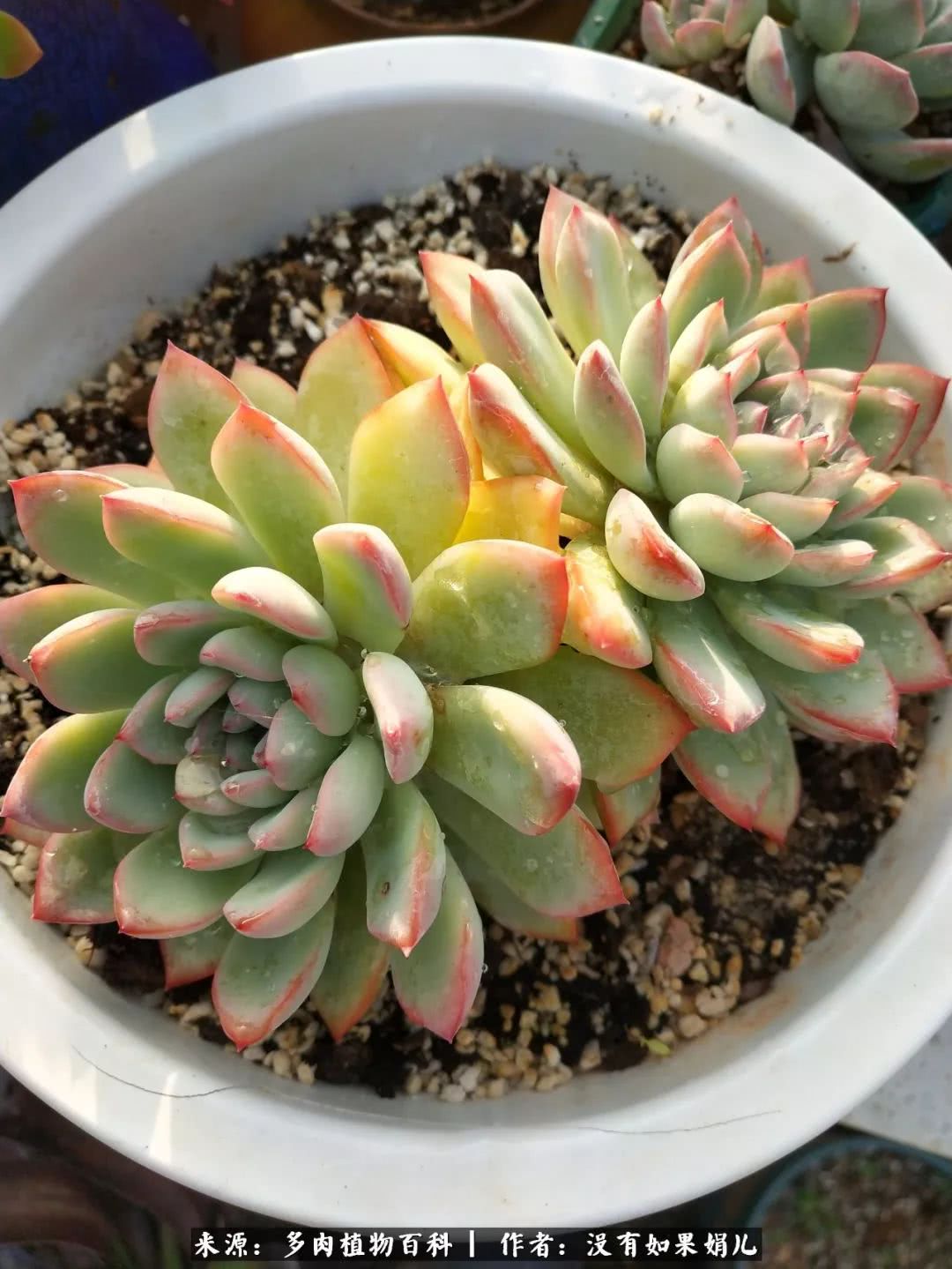 明人不说暗话，我为多肉而来！