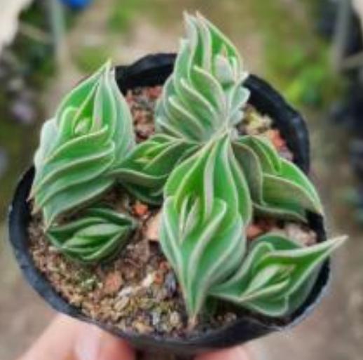 万能药片盆栽,养盆栽的小妙招